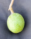 Live Plant Image