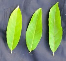 Live Plant Image