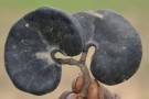 Live Plant Image