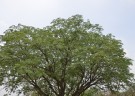 Live Plant Image