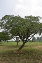 Live Plant Image