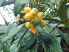 Live Plant Image