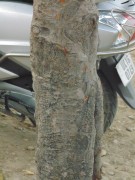 Live Plant Image