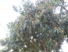 Live Plant Image