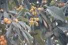 Live Plant Image