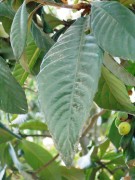 Live Plant Image