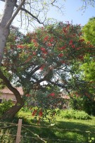 Live Plant Image