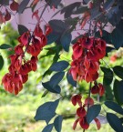 Live Plant Image