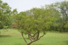 Live Plant Image