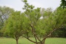 Live Plant Image