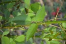 Live Plant Image