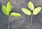 Live Plant Image