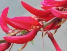 Live Plant Image