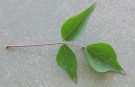 Live Plant Image