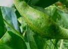 Live Plant Image
