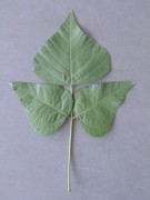 Live Plant Image