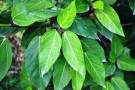 Live Plant Image