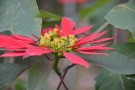 Live Plant Image