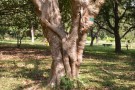 Live Plant Image