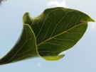 Live Plant Image