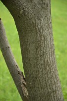 Live Plant Image