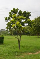 Live Plant Image