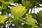 Live Plant Image