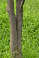 Live Plant Image