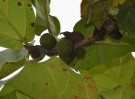 Live Plant Image