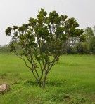 Live Plant Image