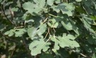 Live Plant Image