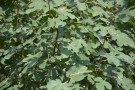 Live Plant Image