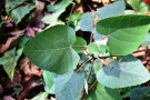 Live Plant Image