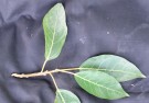 Live Plant Image