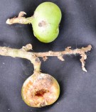 Live Plant Image
