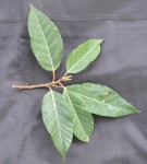 Live Plant Image