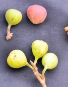 Live Plant Image