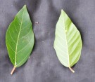 Live Plant Image