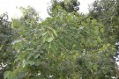 Live Plant Image