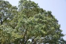 Live Plant Image