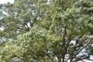 Live Plant Image