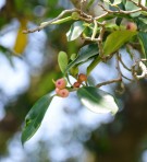 Live Plant Image