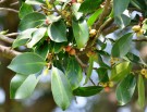 Live Plant Image