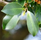 Live Plant Image