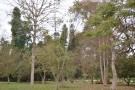 Live Plant Image