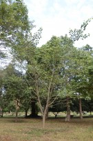Live Plant Image