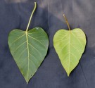 Live Plant Image
