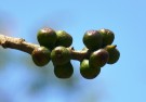 Live Plant Image