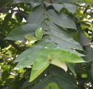 Live Plant Image