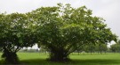 Live Plant Image